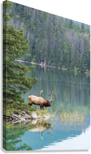 Bull Elk Canvas Print