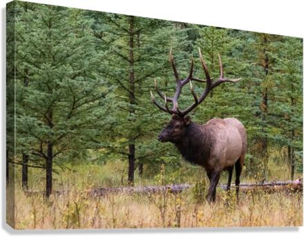 Bull Elk Canvas Print