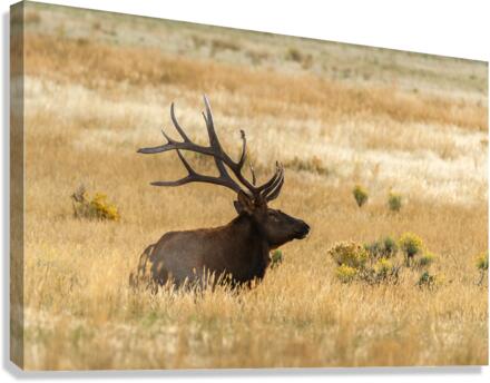 Bull Elk Canvas Print
