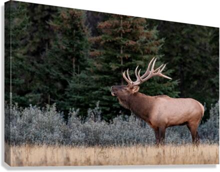 Bull Elk Canvas Print