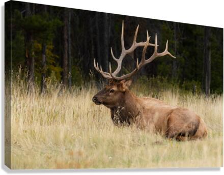Bull Elk Canvas Print