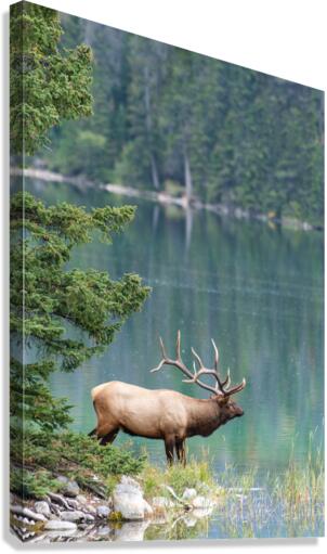 Bull Elk Canvas Print