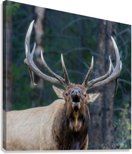 Bull Elk Canvas Print