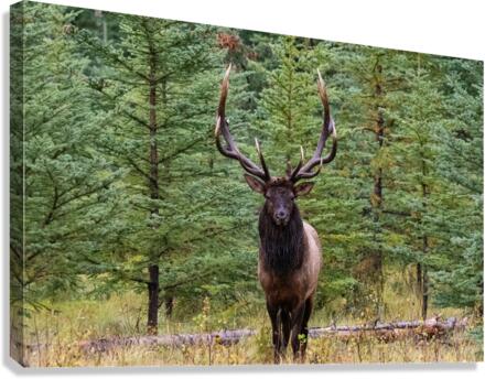 Bull Elk Canvas Print