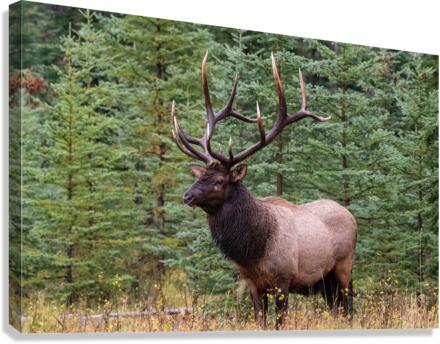 Bull Elk Canvas Print