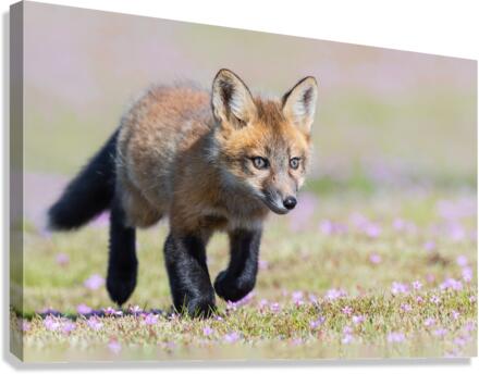 Red Fox Kit Canvas Print