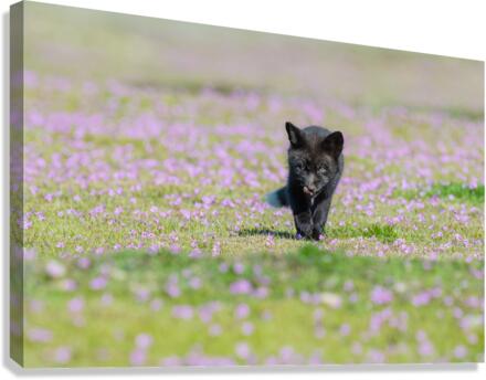 Red Fox Kit Canvas Print