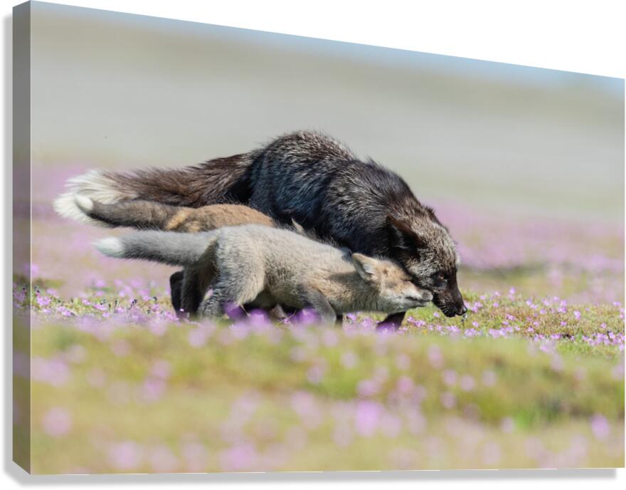 Red Fox with Kits Canvas Print