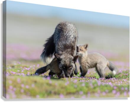 Red Fox with Kits Canvas Print