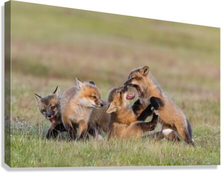 Red Fox Kits Canvas Print