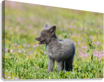 Red Fox Kit Canvas Print