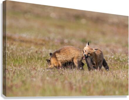 Red Fox Kits Canvas Print