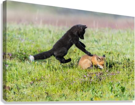 Red Fox Kits Canvas Print