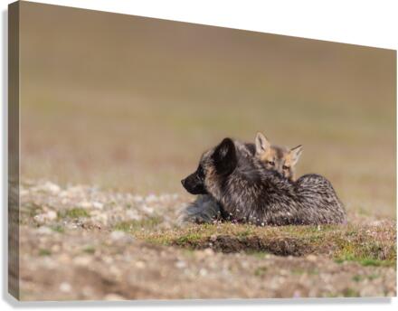 Red Fox with Kit Canvas Print