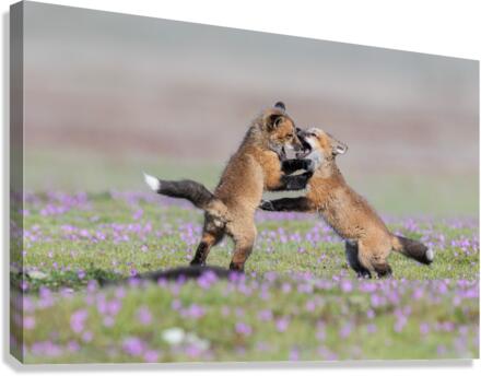 Red Fox Kits Canvas Print