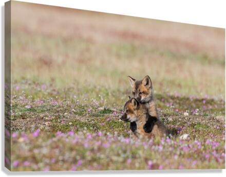 Red Fox Kits Canvas Print