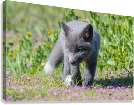 Red Fox Kit Canvas Print
