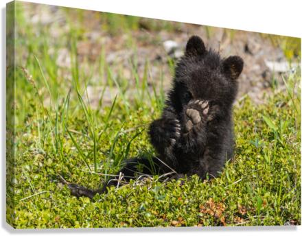 Black Bear Cub Canvas Print