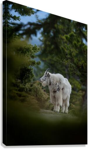 Mountain Goat Canvas Print