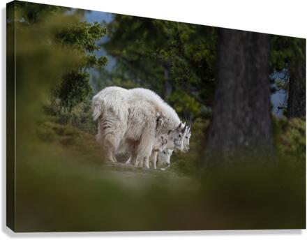 Mountain Goat Canvas Print