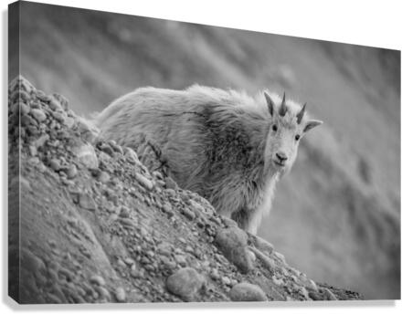 Mountain Goat Kid Canvas Print