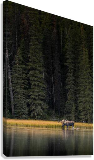 Bull Moose Canvas Print