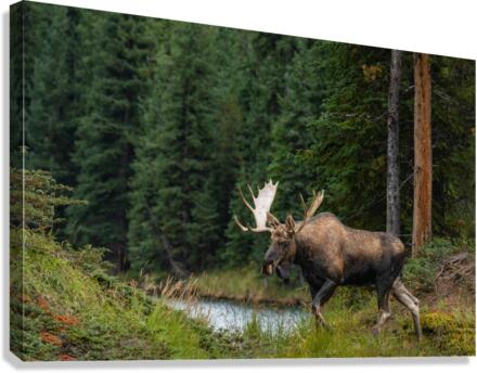 Bull Moose Canvas Print