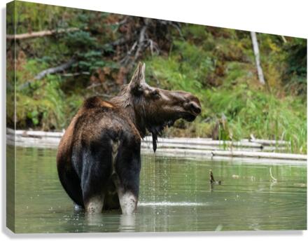 Cow Moose Canvas Print