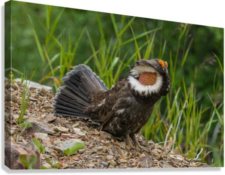 Male Sooty Grouse Canvas Print
