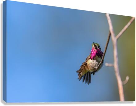 Male Calliope Hummingbird Canvas Print