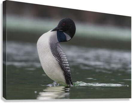 Common Loon Canvas Print