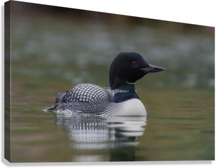 Common Loon Canvas Print