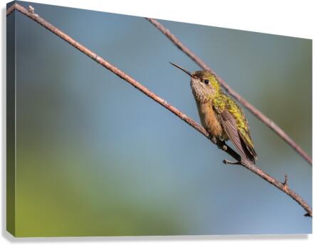 Female Calliope Hummingbird Canvas Print