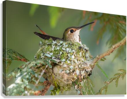 Female Rufous Hummingbird Canvas Print