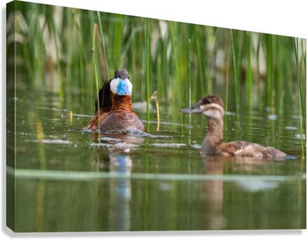 Ruddy Ducks Canvas Print