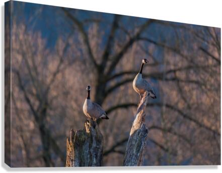 Canadian Geese Canvas Print