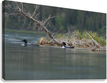 Common Loons Canvas Print