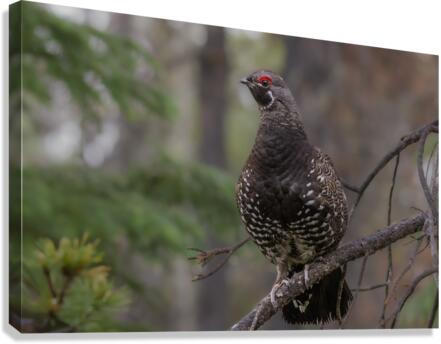 Male Spruce Grouse Canvas Print