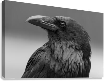 Raven Canvas Print