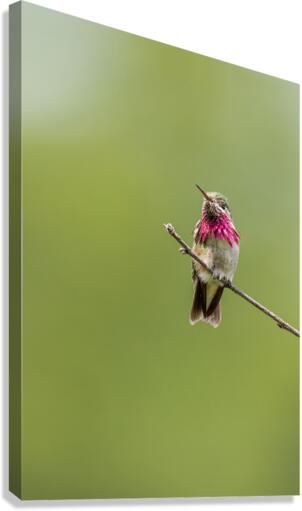 Male Calliope Hummingbird Canvas Print