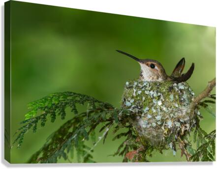 Female Rufous Hummingbird Canvas Print