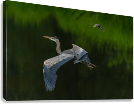 Great Blue Heron Canvas Print