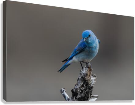 Male Mountain Bluebird Canvas Print