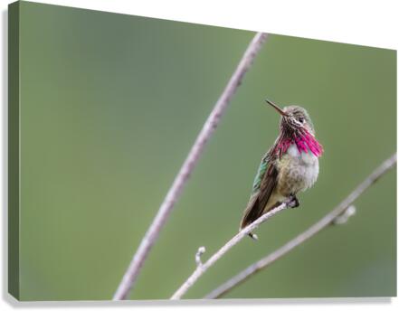 Male Calliope Hummingbird Canvas Print