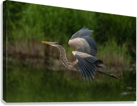 Great Blue Heron Canvas Print