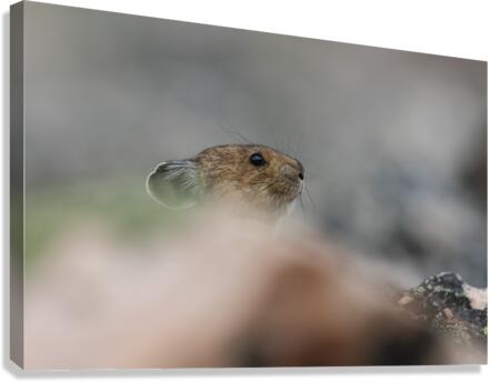 American Pika Canvas Print