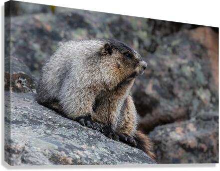 Hoary Marmot Canvas Print