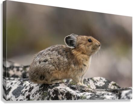 American Pika Canvas Print