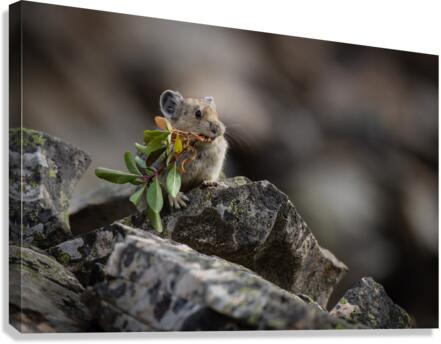 American Pika Canvas Print