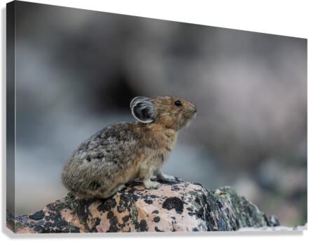 American Pika Canvas Print